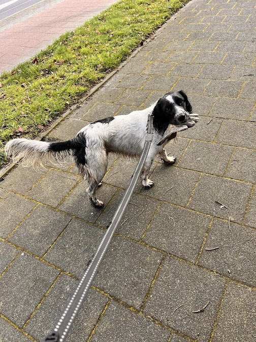 Dog on leash holding a glove in its mouth on pavement