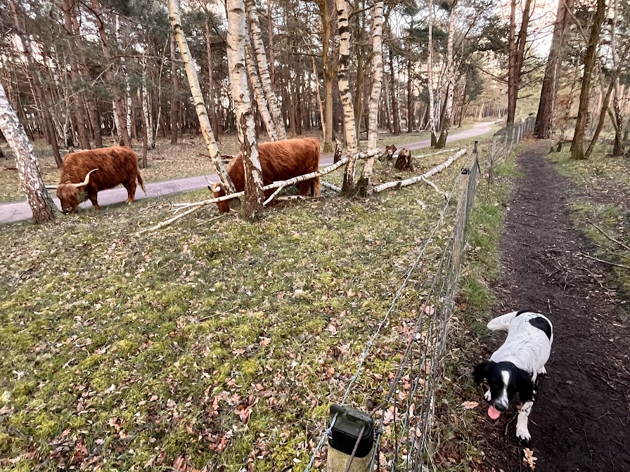 Dog with highland cattle behind fence in forest