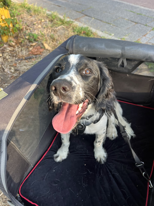 Monty in the bike caravan