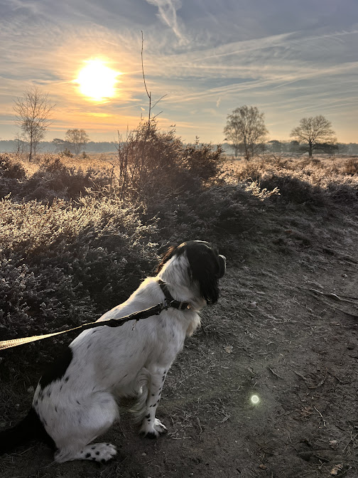Monty on the frosty heathland at sunrise