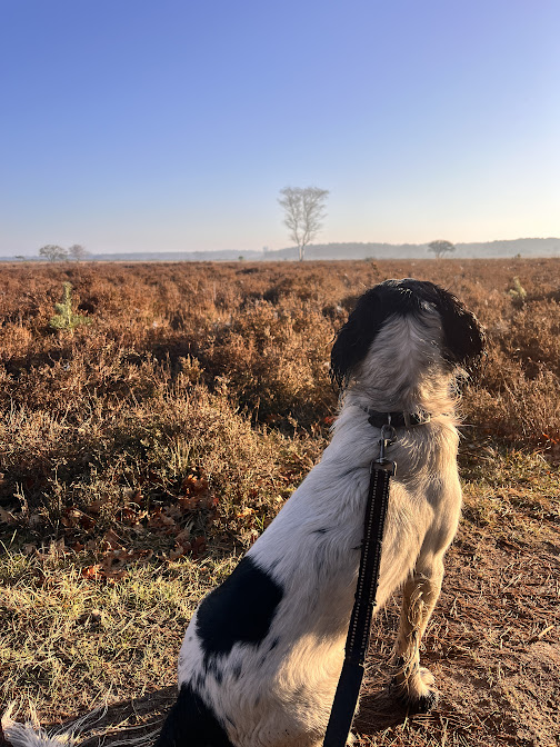 Spaniel dog on the open heath