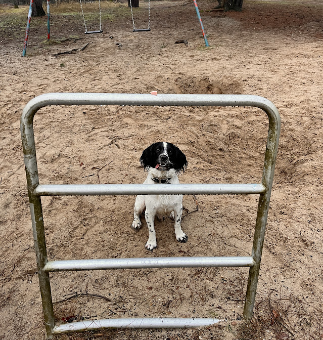 Spaniel dog sitting in a playground