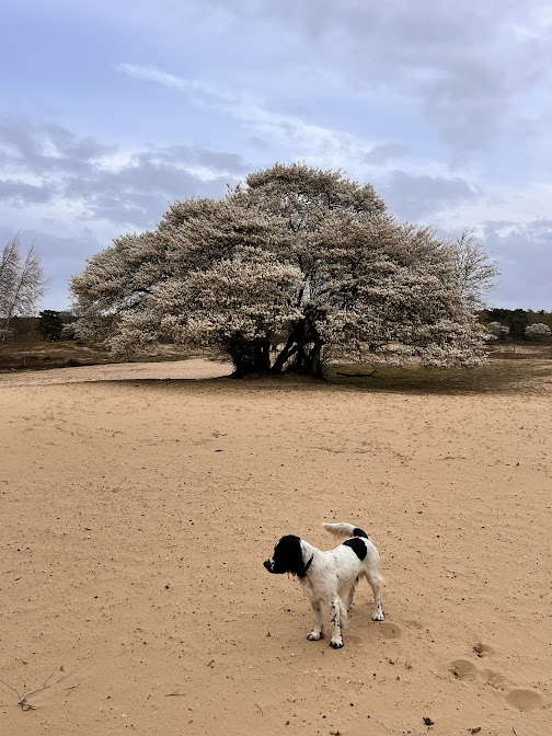 Walking in the Hilversum forest with Monty